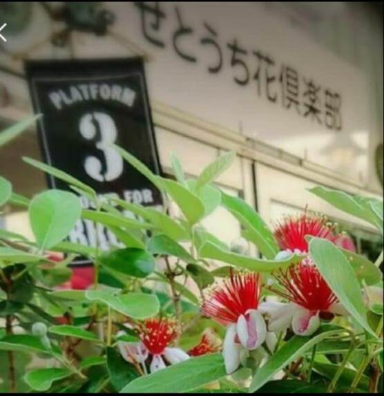 せとうち花倶楽部